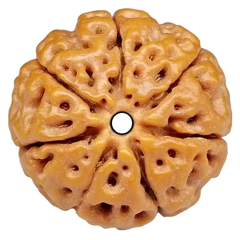 7mukhi, environ 22 mm, le prix est pour une perle, Rudraksha est une perle de bois naturelle, référe